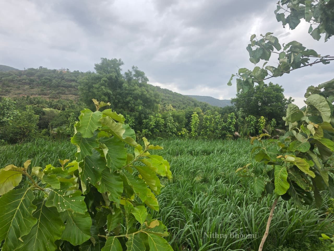 Background