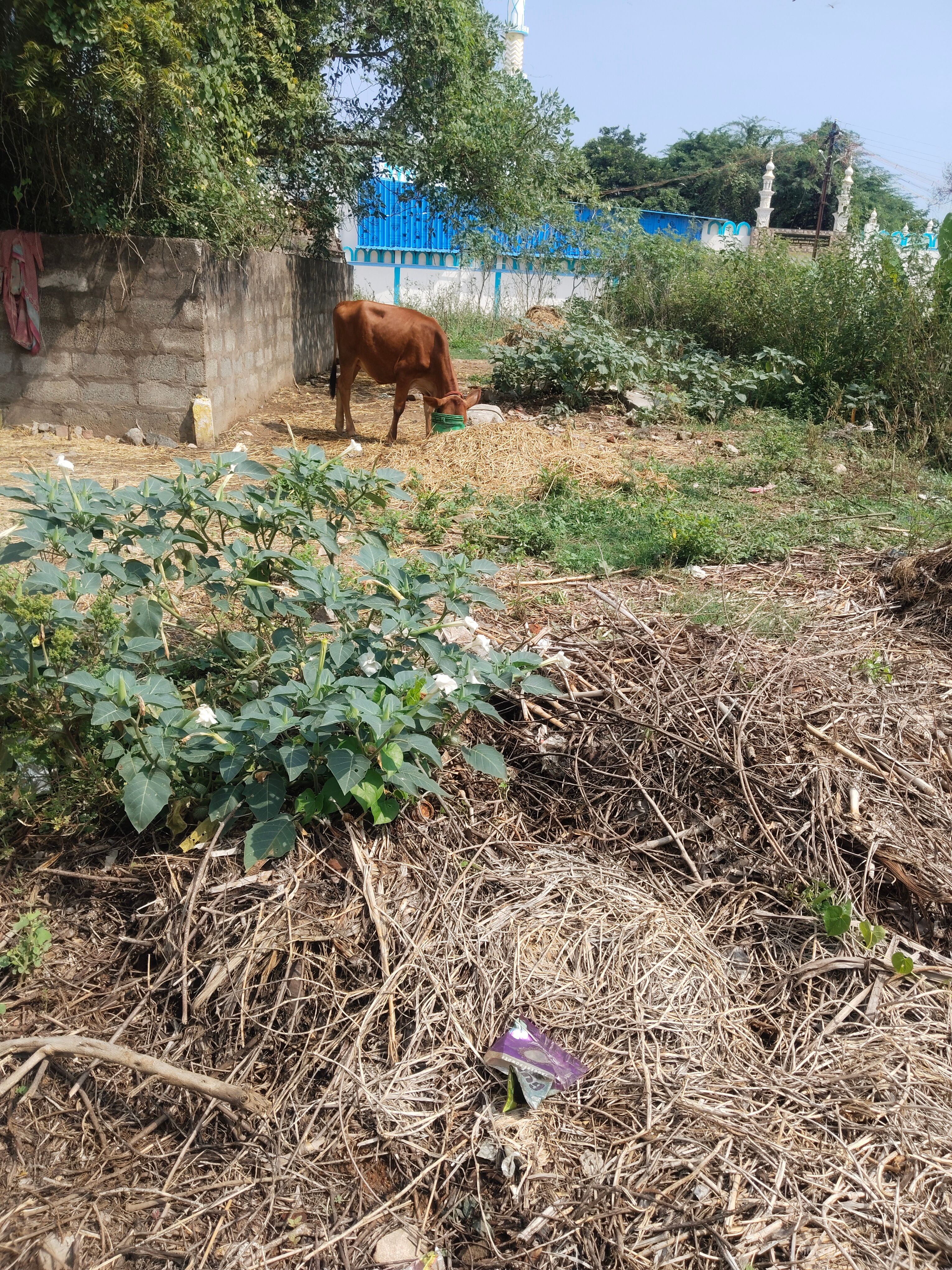Background