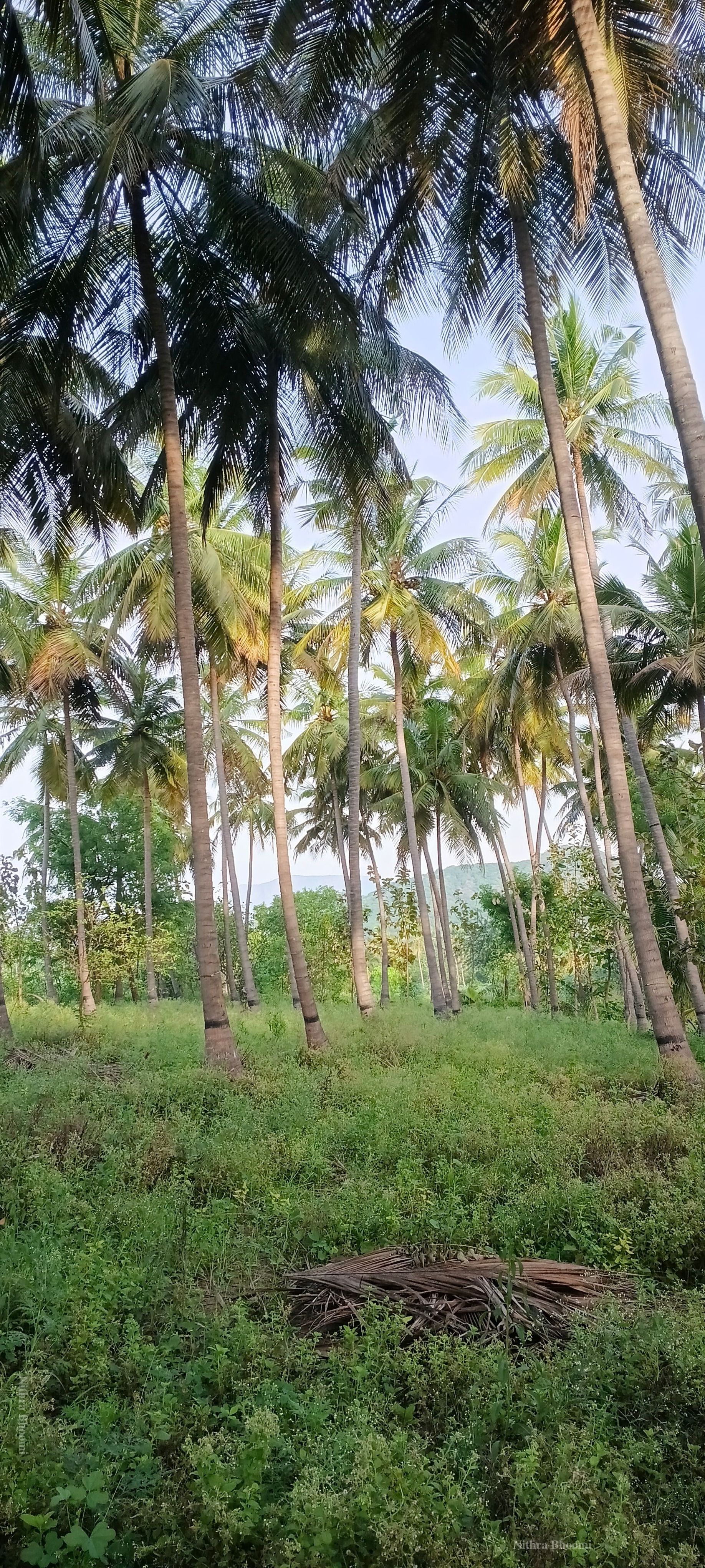 Background