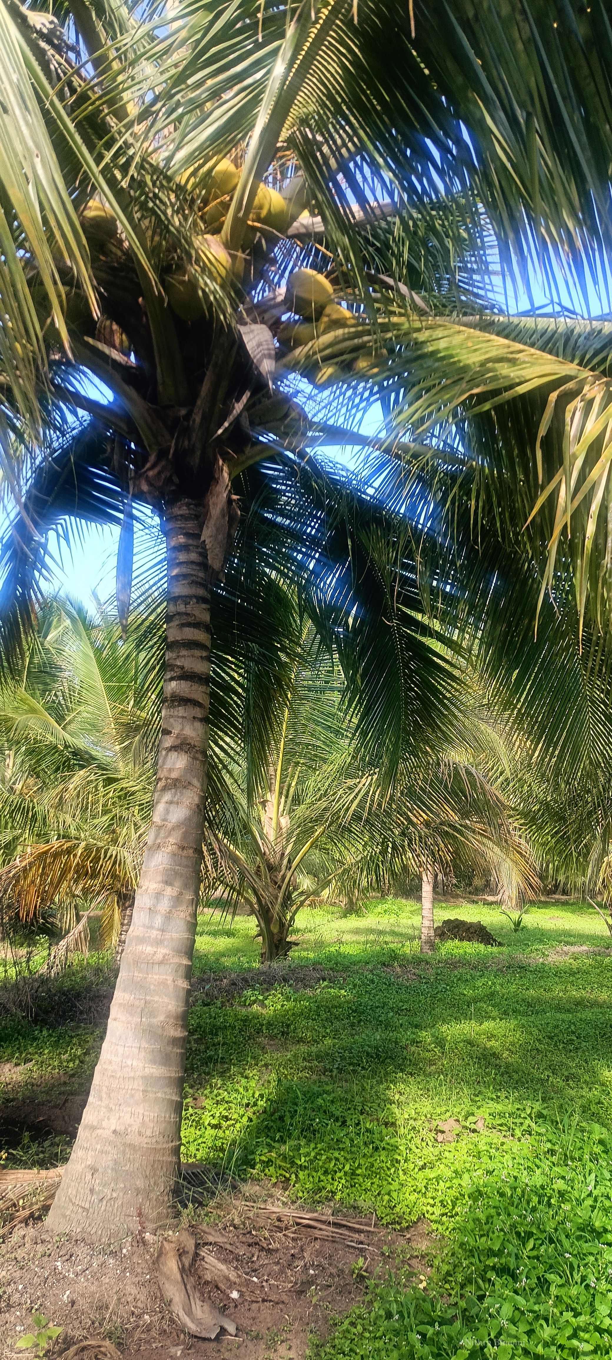 Background